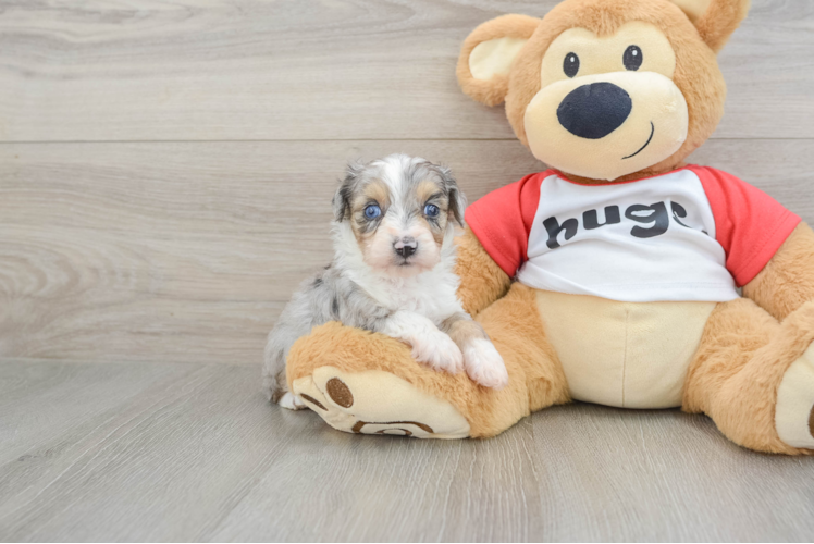 Mini Aussiedoodle Pup Being Cute