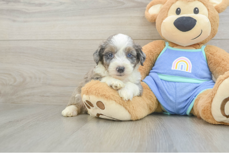 Popular Mini Aussiedoodle Poodle Mix Pup