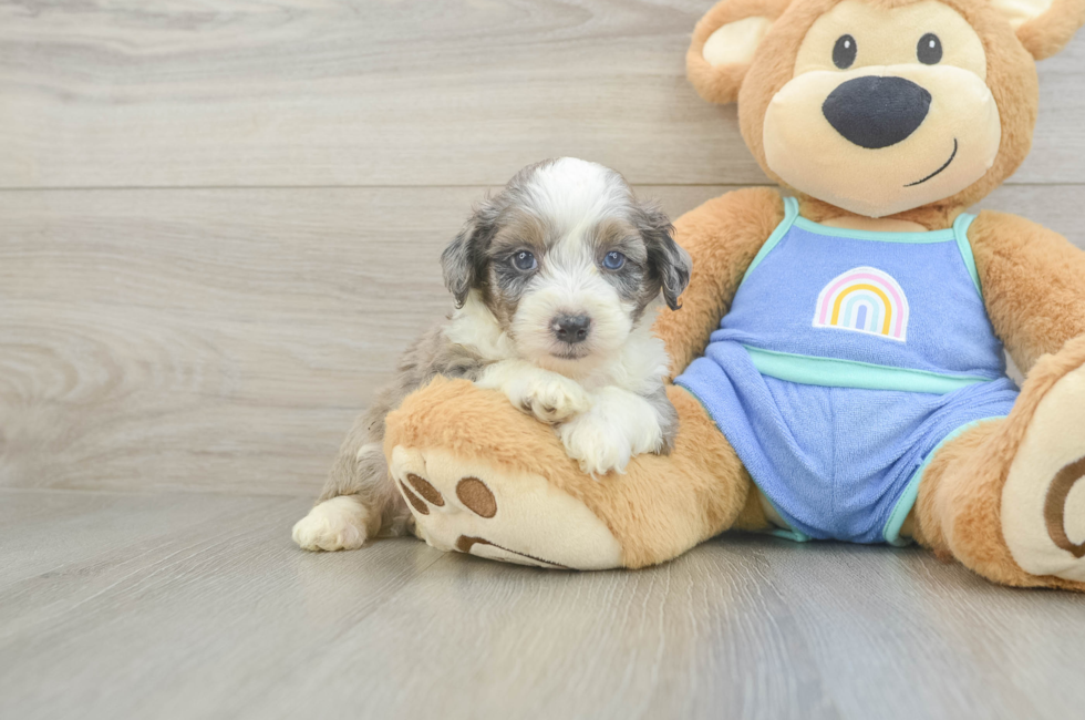 5 week old Mini Aussiedoodle Puppy For Sale - Premier Pups