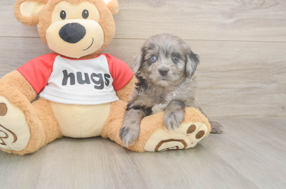 5 week old Mini Aussiedoodle Puppy For Sale - Premier Pups