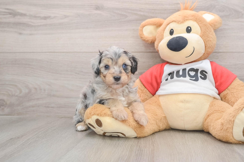 Small Mini Aussiedoodle Baby