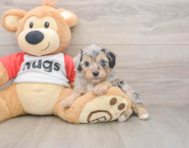 5 week old Mini Aussiedoodle Puppy For Sale - Premier Pups
