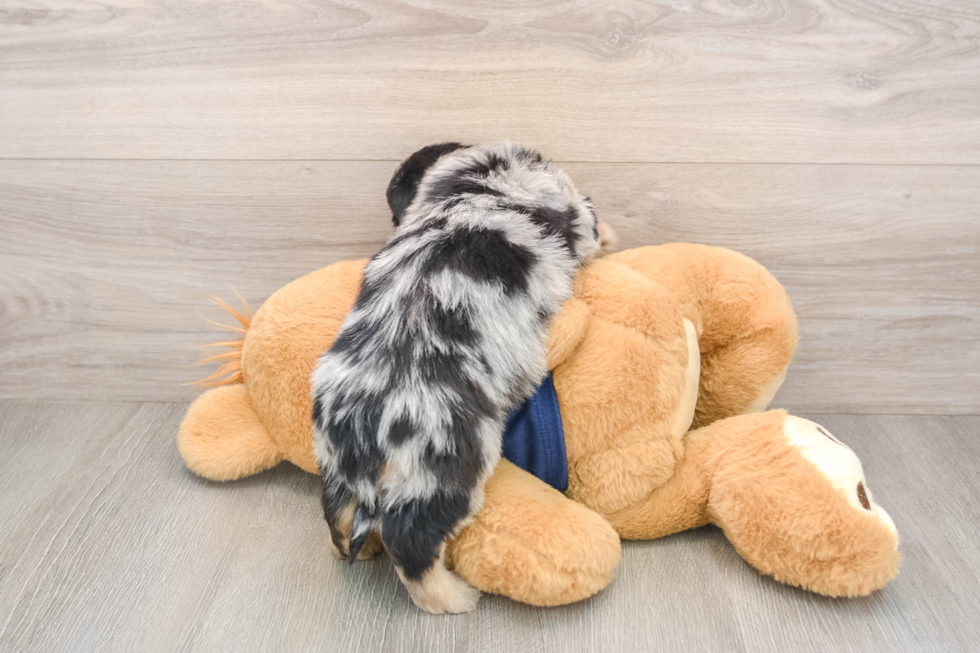 Mini Aussiedoodle Pup Being Cute