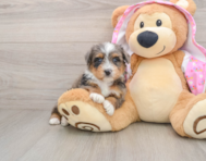 6 week old Mini Aussiedoodle Puppy For Sale - Premier Pups