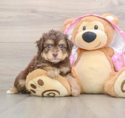 6 week old Mini Aussiedoodle Puppy For Sale - Premier Pups