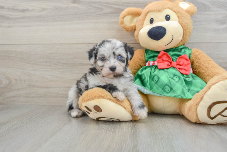 Mini Aussiedoodle Puppy for Adoption