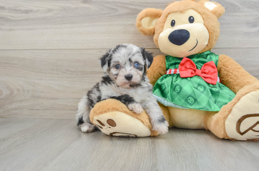 5 week old Mini Aussiedoodle Puppy For Sale - Premier Pups