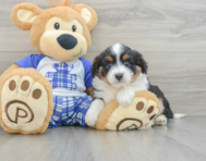 8 week old Mini Aussiedoodle Puppy For Sale - Premier Pups