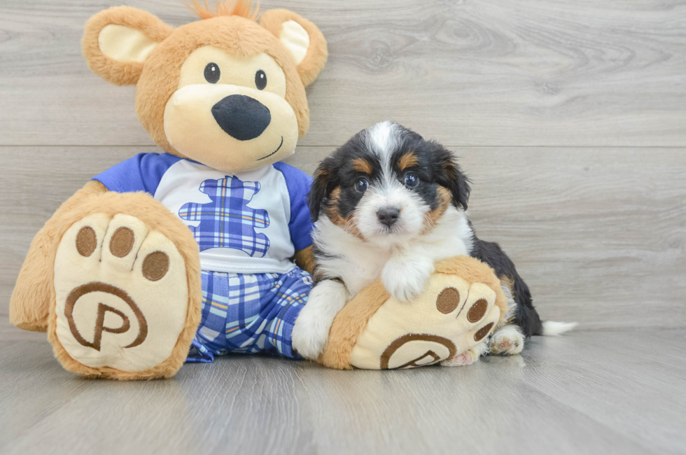 6 week old Mini Aussiedoodle Puppy For Sale - Premier Pups