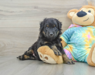 7 week old Mini Aussiedoodle Puppy For Sale - Premier Pups