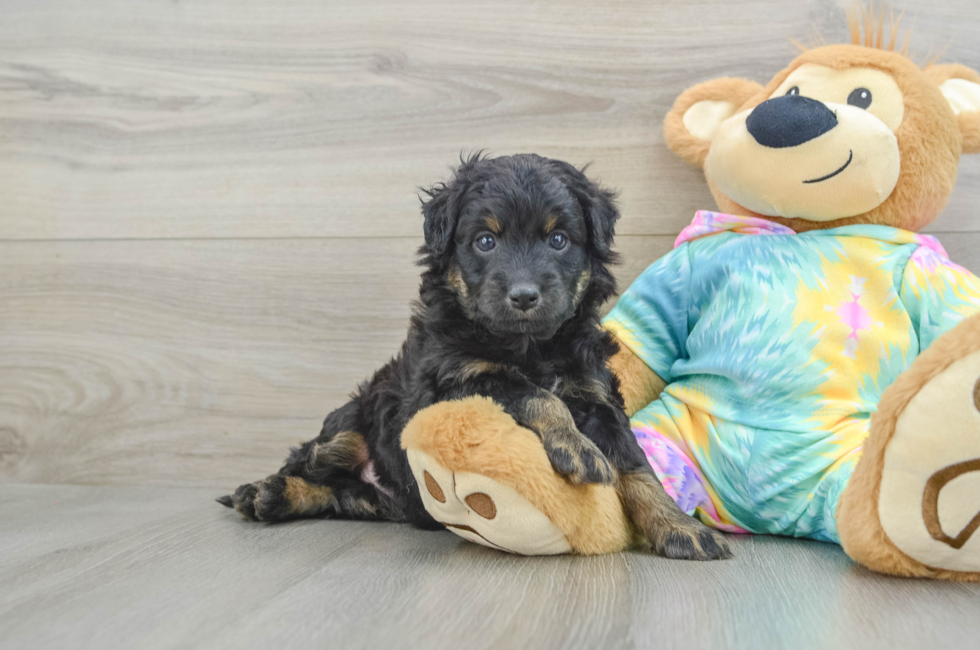 5 week old Mini Aussiedoodle Puppy For Sale - Premier Pups