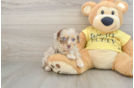 Best Mini Aussiedoodle Baby