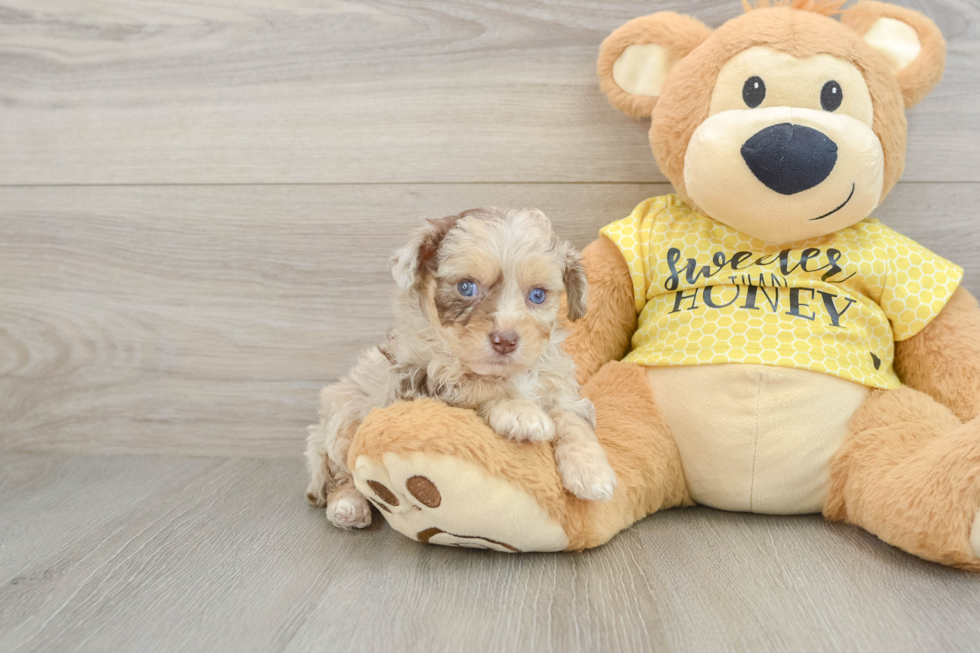 Best Mini Aussiedoodle Baby