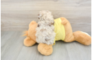 Energetic Aussie Poo Poodle Mix Puppy
