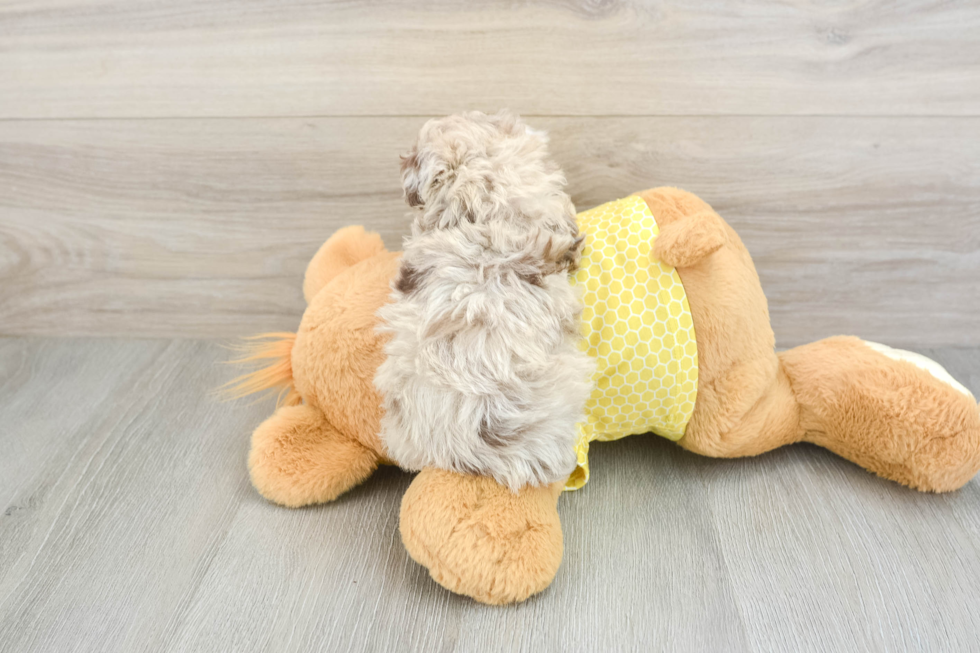 Energetic Aussie Poo Poodle Mix Puppy
