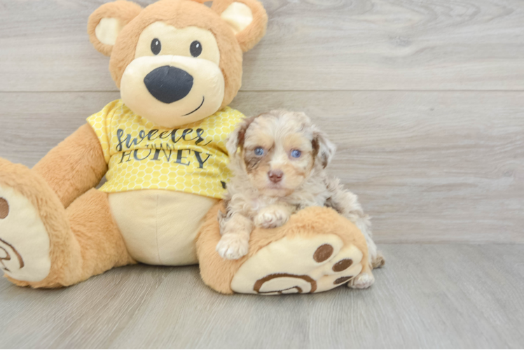 Best Mini Aussiedoodle Baby