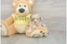 Best Mini Aussiedoodle Baby