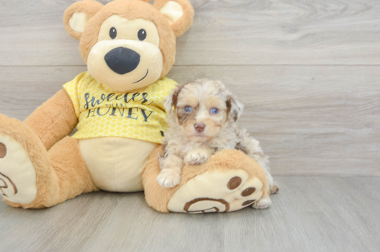 Best Mini Aussiedoodle Baby