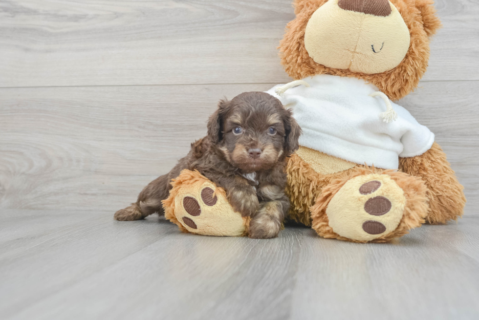 Mini Aussiedoodle Pup Being Cute