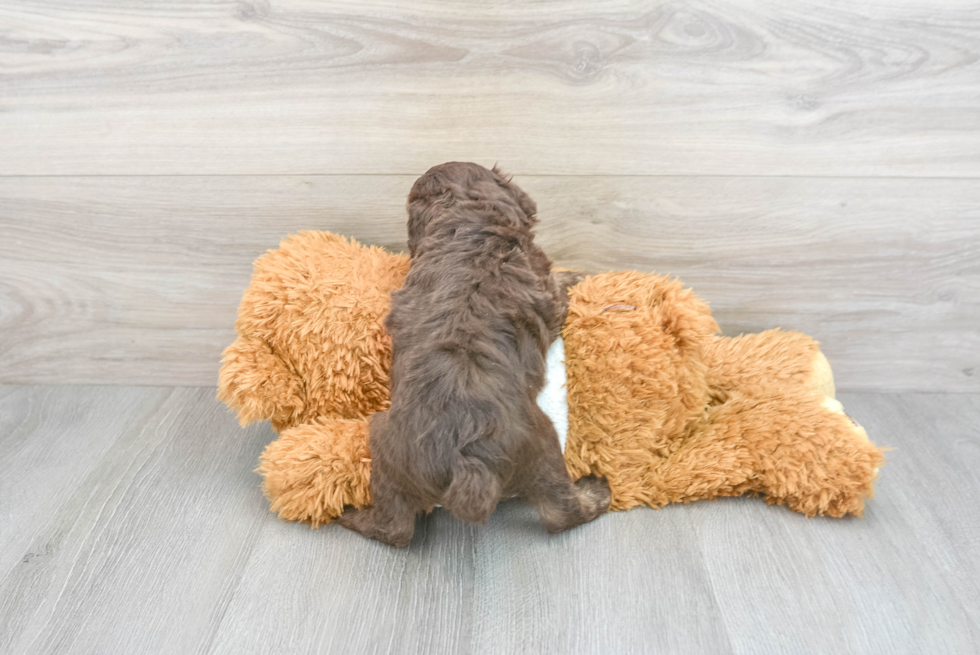 Mini Aussiedoodle Pup Being Cute