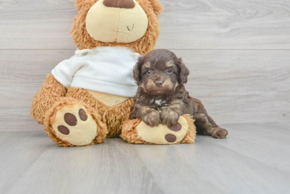 Mini Aussiedoodle Puppy for Adoption