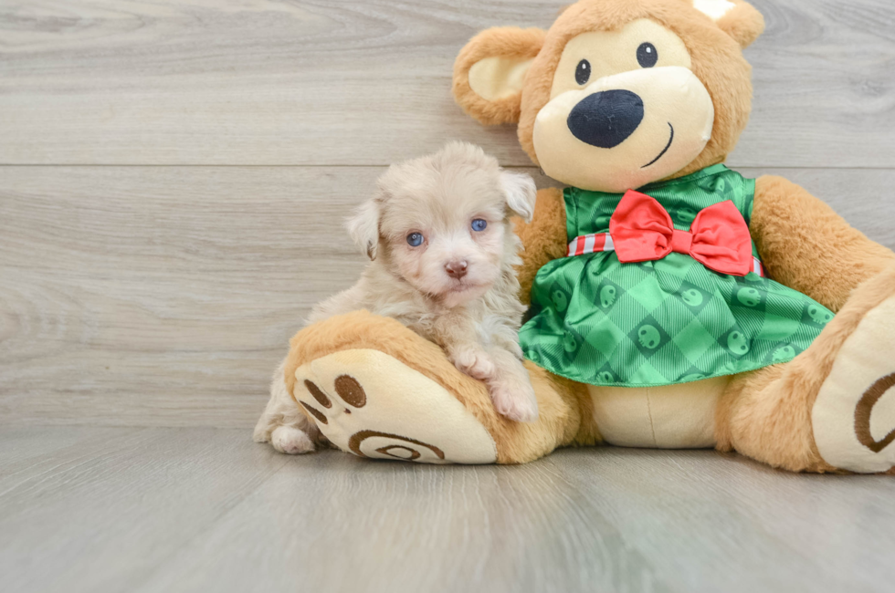 5 week old Mini Aussiedoodle Puppy For Sale - Premier Pups