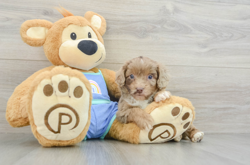 5 week old Mini Aussiedoodle Puppy For Sale - Premier Pups