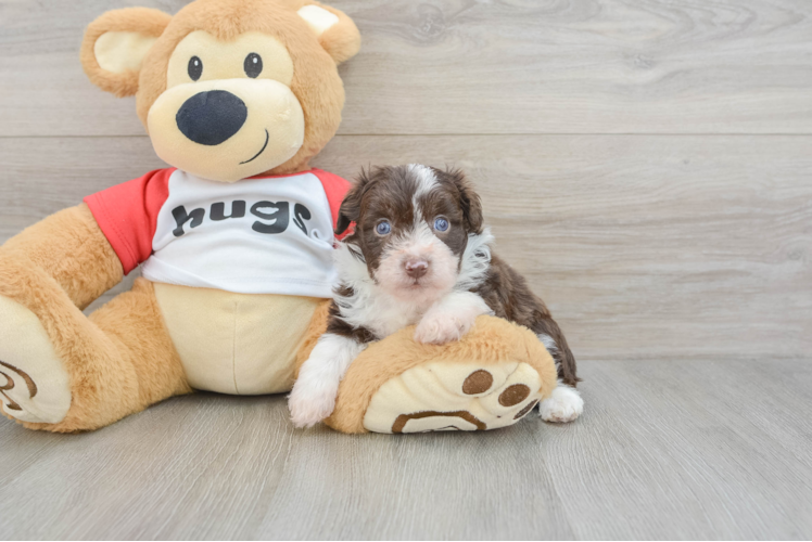 Mini Aussiedoodle Pup Being Cute