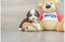 Fluffy Mini Aussiedoodle Poodle Mix Pup