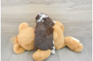 Adorable Mini Australian Shepherd X Poodle Mix Poodle Mix Puppy