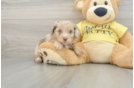 Playful Mini Aussiepoodle Poodle Mix Puppy