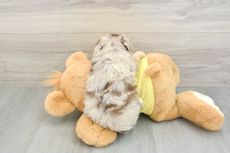 Playful Mini Aussiepoodle Poodle Mix Puppy