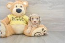 Cute Mini Aussiedoodle Baby