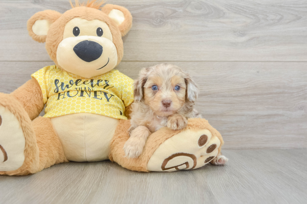 Cute Mini Aussiedoodle Baby