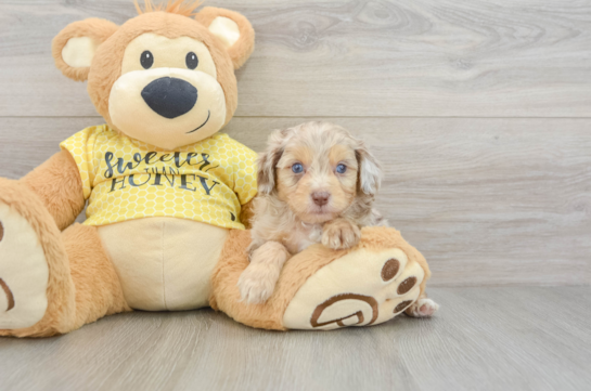 Cute Mini Aussiedoodle Baby