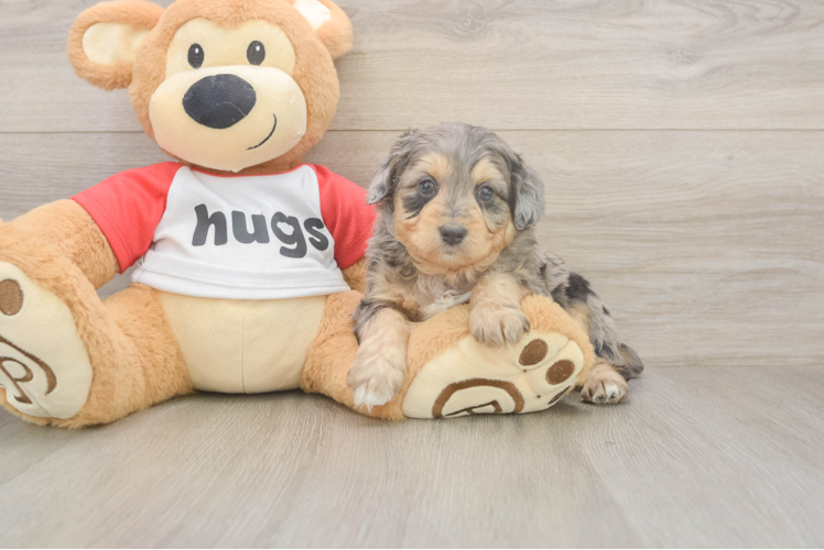 Mini Aussiedoodle Puppy for Adoption
