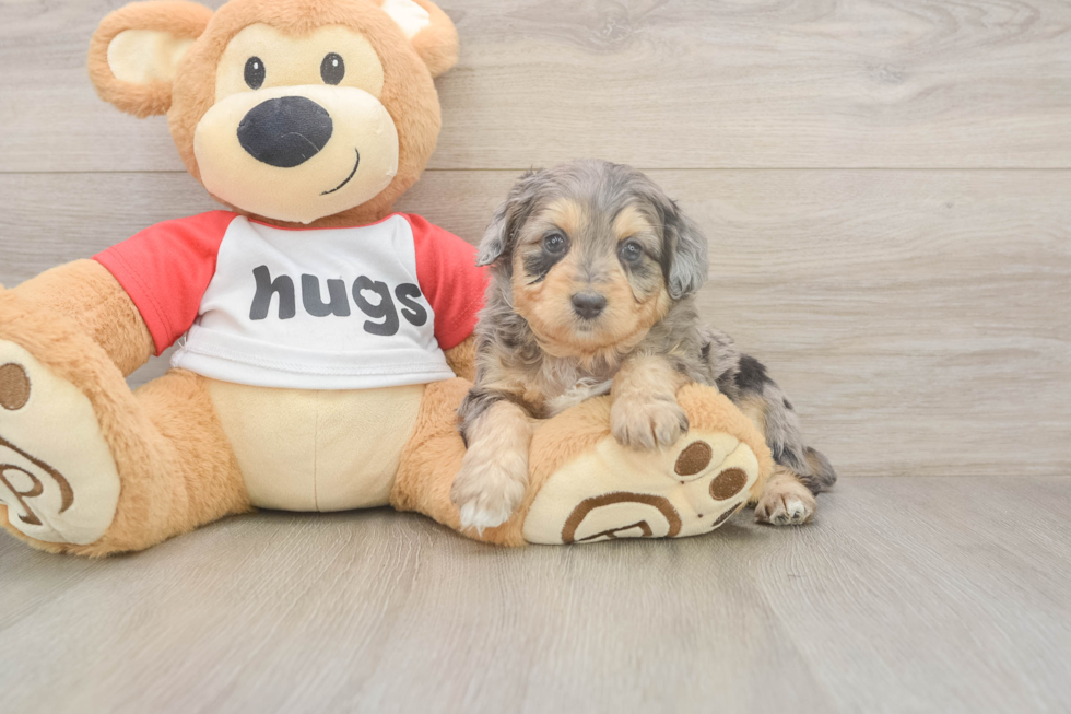 Mini Aussiedoodle Puppy for Adoption