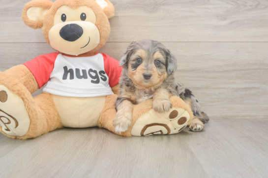 5 week old Mini Aussiedoodle Puppy For Sale - Premier Pups Mini Aussiedoodle Puppy for Adoption
