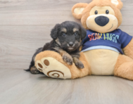 6 week old Mini Aussiedoodle Puppy For Sale - Premier Pups