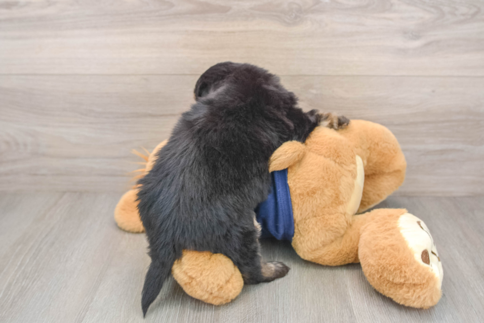 Happy Mini Aussiedoodle Baby