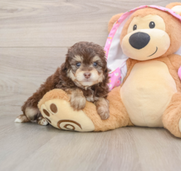 7 week old Mini Aussiedoodle Puppy For Sale - Premier Pups