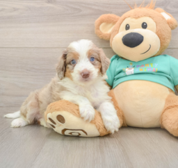 6 week old Mini Aussiedoodle Puppy For Sale - Premier Pups
