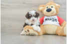 Mini Aussiedoodle Pup Being Cute