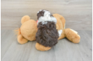 Mini Aussiedoodle Puppy for Adoption