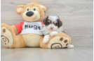 Mini Aussiedoodle Pup Being Cute