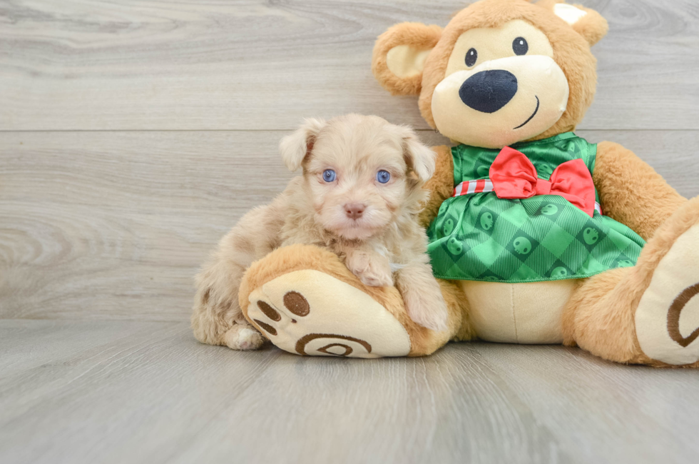 5 week old Mini Aussiedoodle Puppy For Sale - Premier Pups