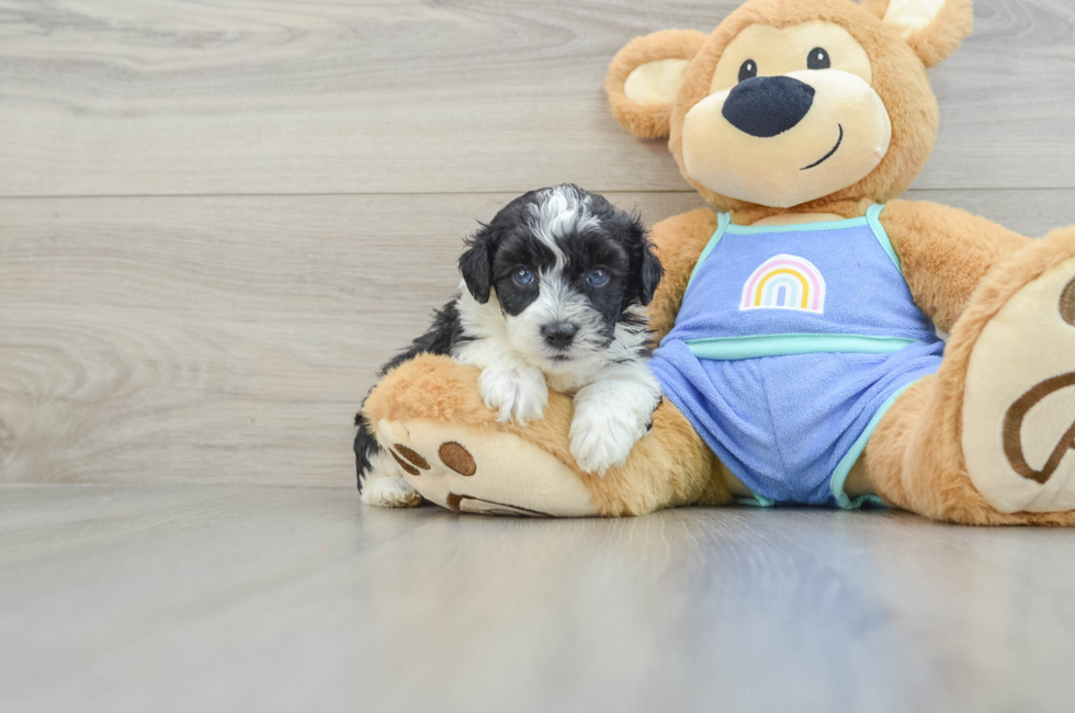 5 week old Mini Aussiedoodle Puppy For Sale - Premier Pups