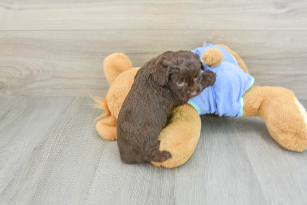 Fluffy Mini Aussiedoodle Poodle Mix Pup