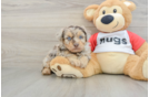 Best Mini Aussiedoodle Baby