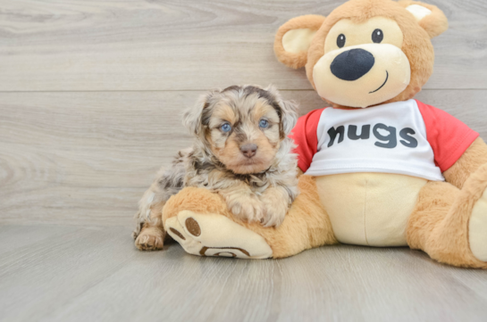 Best Mini Aussiedoodle Baby